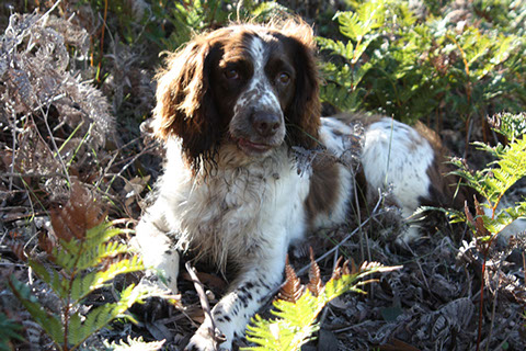 Glastonpark spaniels sale